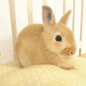 ネザーランドドワーフ　オレンジ（4U)