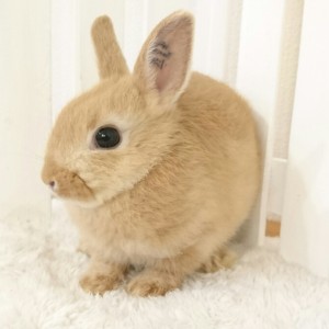 ネザーランドドワーフ　オレンジ（4U)