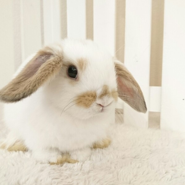 ホーランドロップ　ブロークンオレンジ（3GT)