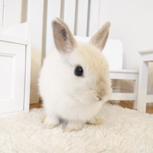 ネザーランドドワーフ　フロスティ（５Ｄ）