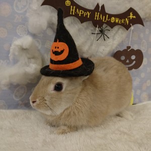 %e3%83%a9%e3%83%86161002_1