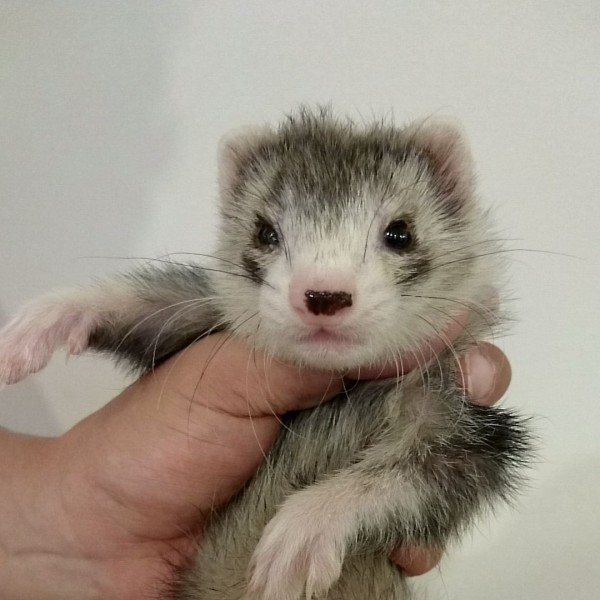 シルバーミット　男の子