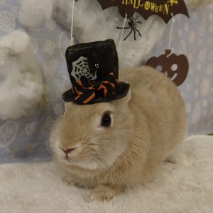 %e3%83%a9%e3%83%86161002_2