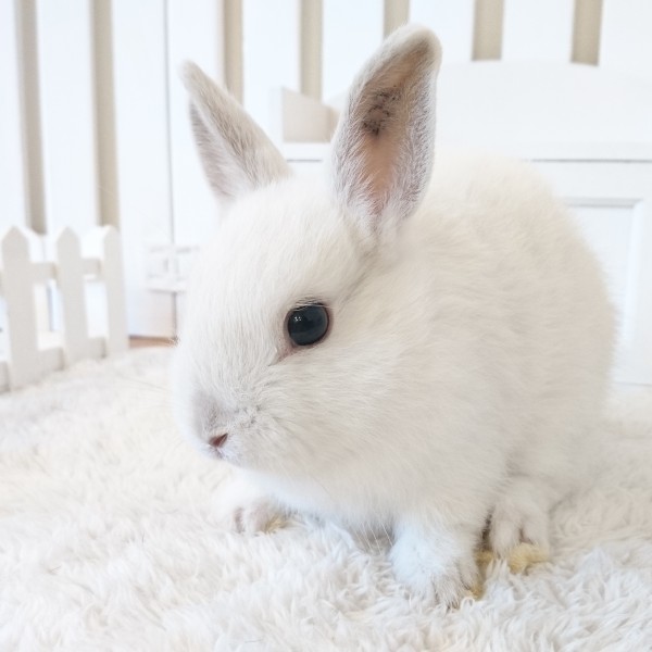 ネザーランドドワーフ　フロスティ（４Ｈ）