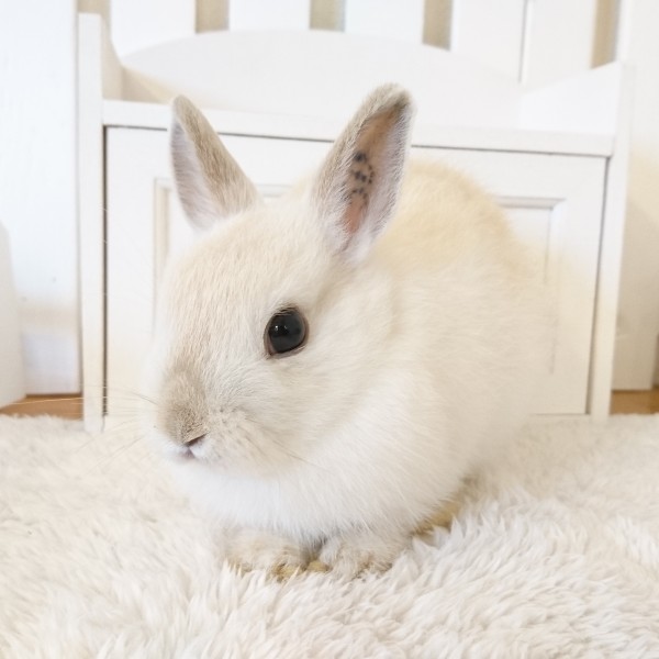 ネザーランドドワーフ　フロスティ（５Ｄ）