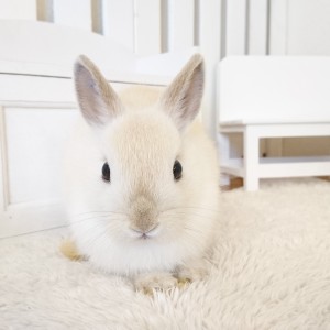 ネザーランドドワーフ　フロスティ（５Ｄ）