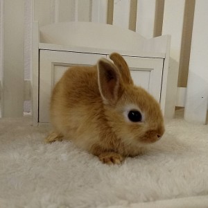 ネザーランドドワーフ　オレンジ（３Ｅ）