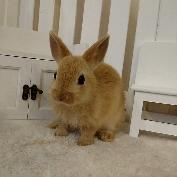 ネザーランドドワーフ　オレンジ（３Ｅ）