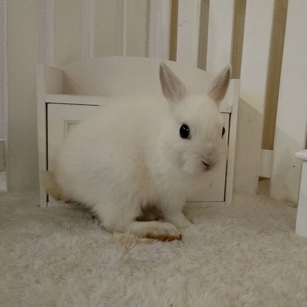 ネザーランドドワーフ　フロスティ（ＶＫ）