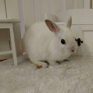 ネザーランドドワーフ　フロスティ（ＶＫ）