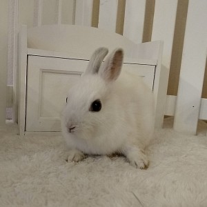 ネザーランドドワーフ　フロスティ（ＶＫ）