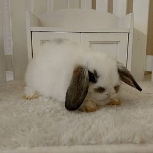 ホーランドロップ　ブロークンチェスナット（５Ｅ５）