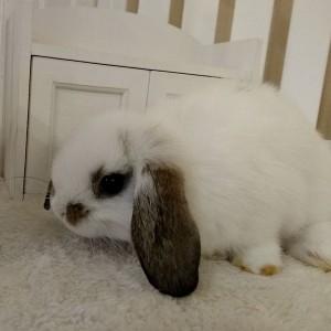 ホーランドロップ　ブロークンチェスナット（５Ｅ５）