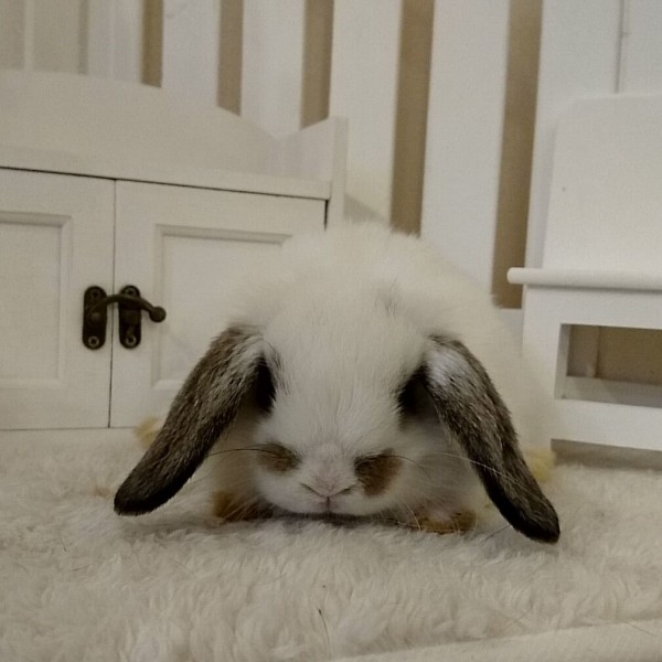 ホーランドロップ　ブロークンチェスナット（５Ｅ５）