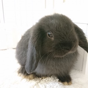 ホーランドロップ　ブラック（Ｍ３１）