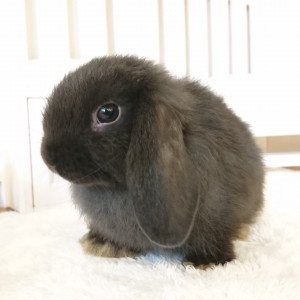 ホーランドロップ　ブラック（Ｍ３１）