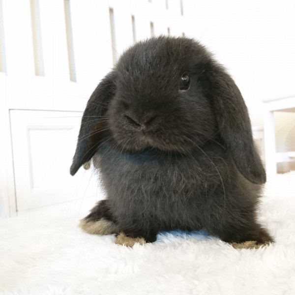 ホーランドロップ　ブラック（Ｍ３１）