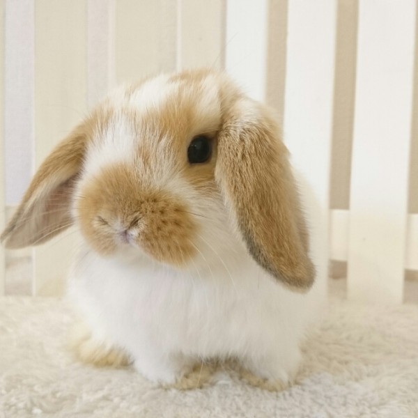 ホーランドロップ　ブロークンオレンジ（M23)