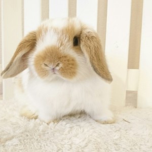 ホーランドロップ　ブロークンオレンジ（M23)