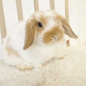 ホーランドロップ　ブロークンオレンジ（M23)