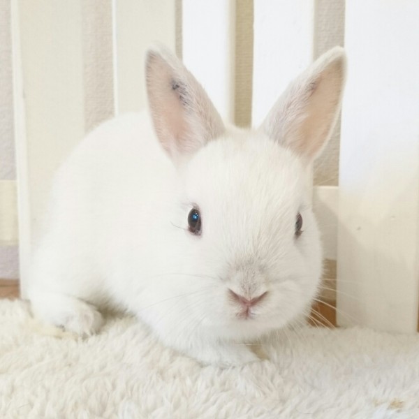 ネザーランドドワーフ　フロスティ（3O)