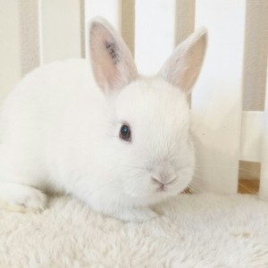 ネザーランドドワーフ　フロスティ（3O)