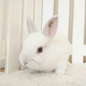 ネザーランドドワーフ　フロスティ（3O)