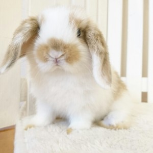 ホーランドロップ　ブロークンオレンジ（5J3)