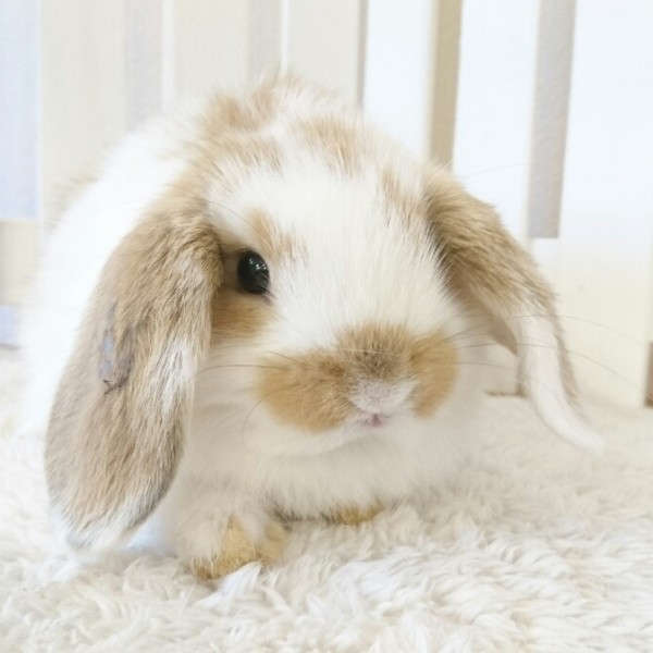 ホーランドロップ　ブロークンオレンジ（5J3)