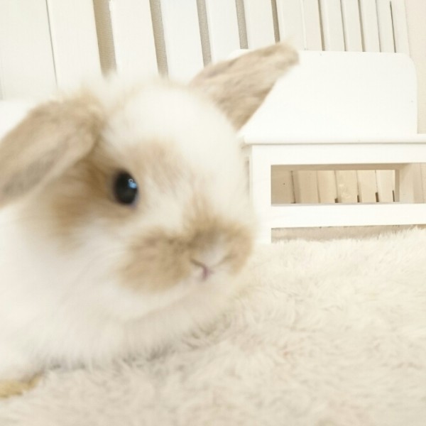 ホーランドロップ　ブロークンリンクス（3IC）