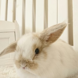 ホーランドロップ　ブロークンリンクス（3IC）