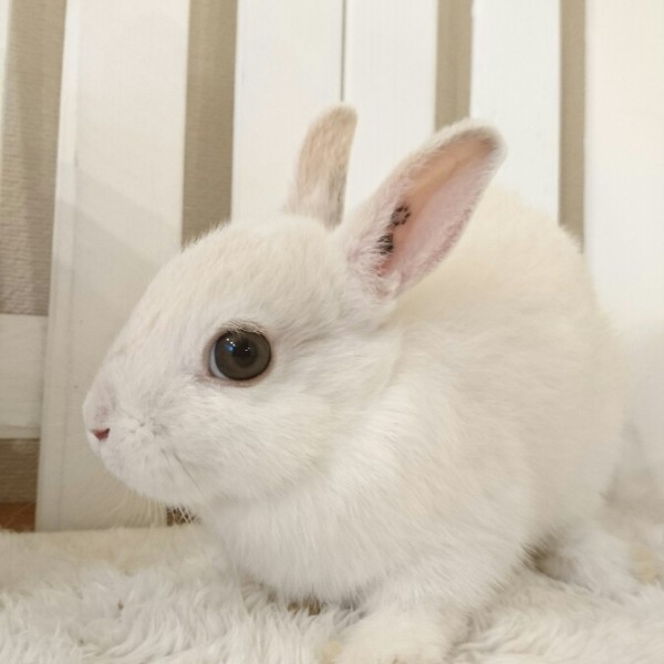 ネザーランドドワーフ　フロスティ（S6)