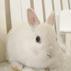 ネザーランドドワーフ　フロスティ（S6)