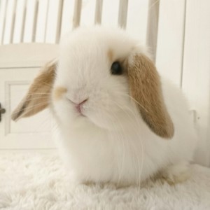 ホーランドロップ　ブロークンオレンジ（M48)