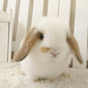 ホーランドロップ　ブロークンオレンジ（M48)