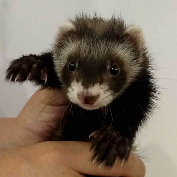 ブラックセーブル　男の子