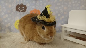 %e3%82%b3%e3%83%83%e3%83%88%e3%83%b3%e3%83%86%e3%83%bc%e3%83%ab1015