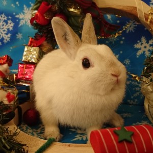 %e3%83%9a%e3%83%81%e3%82%ab