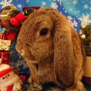 %e3%82%ab%e3%83%81%e3%83%a5%e3%83%bc%e3%82%b7%e3%83%a3