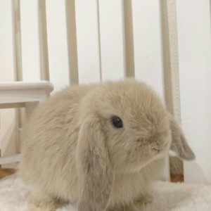 ホーランドロップ　リンクス（5N3)