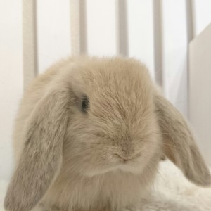 ホーランドロップ　リンクス（5N3)