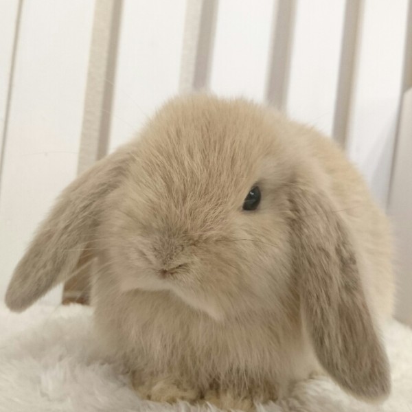 ホーランドロップ　リンクス（5N3)