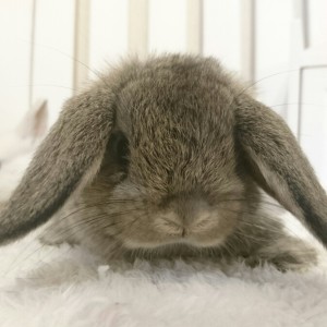 ホーランドロップ　チェスナット（M51)