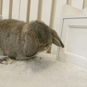 ホーランドロップ　チェスナット（M51)