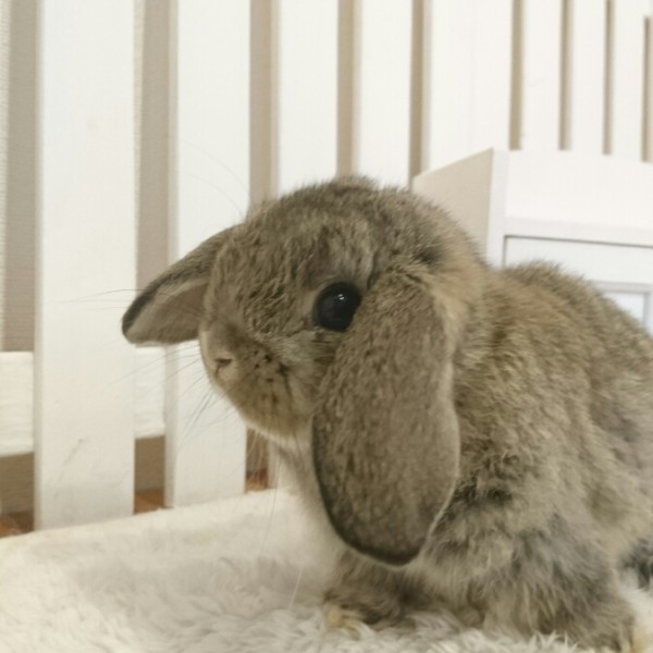 ホーランドロップ　チェスナット（M51)