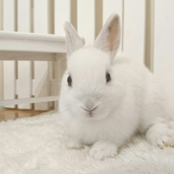 ネザーランドドワーフ　フロスティ（5B)