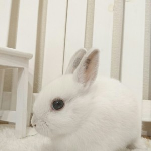 ネザーランドドワーフ　フロスティ（5B)