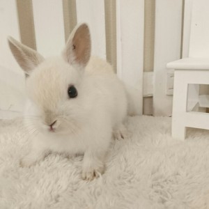 ネザーランドドワーフ　フロスティ（T5)