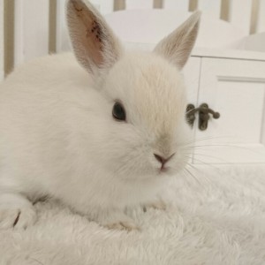 ネザーランドドワーフ　フロスティ（T5)