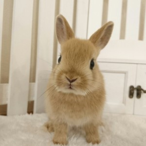 ネザーランドドワーフ　オレンジ（XP)